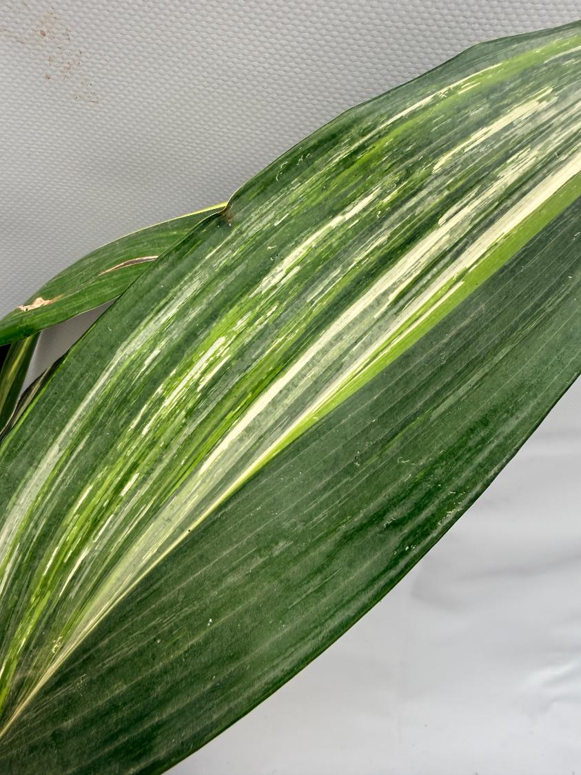 Aspidistra Elatior Variegata  foglia n 1