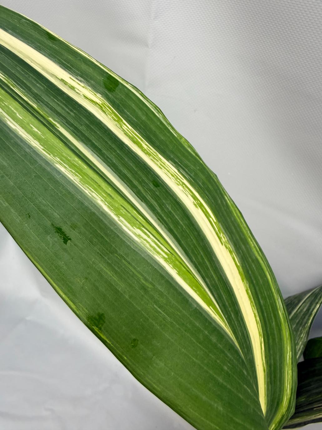 Aspidistra Elatior Variegata  foglia n 2