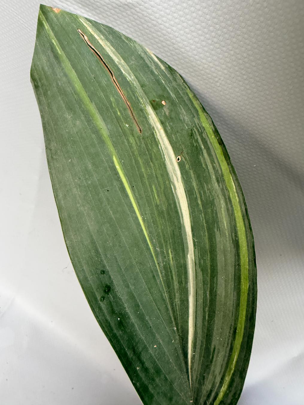 Aspidistra Elatior Variegata  foglia n 3.