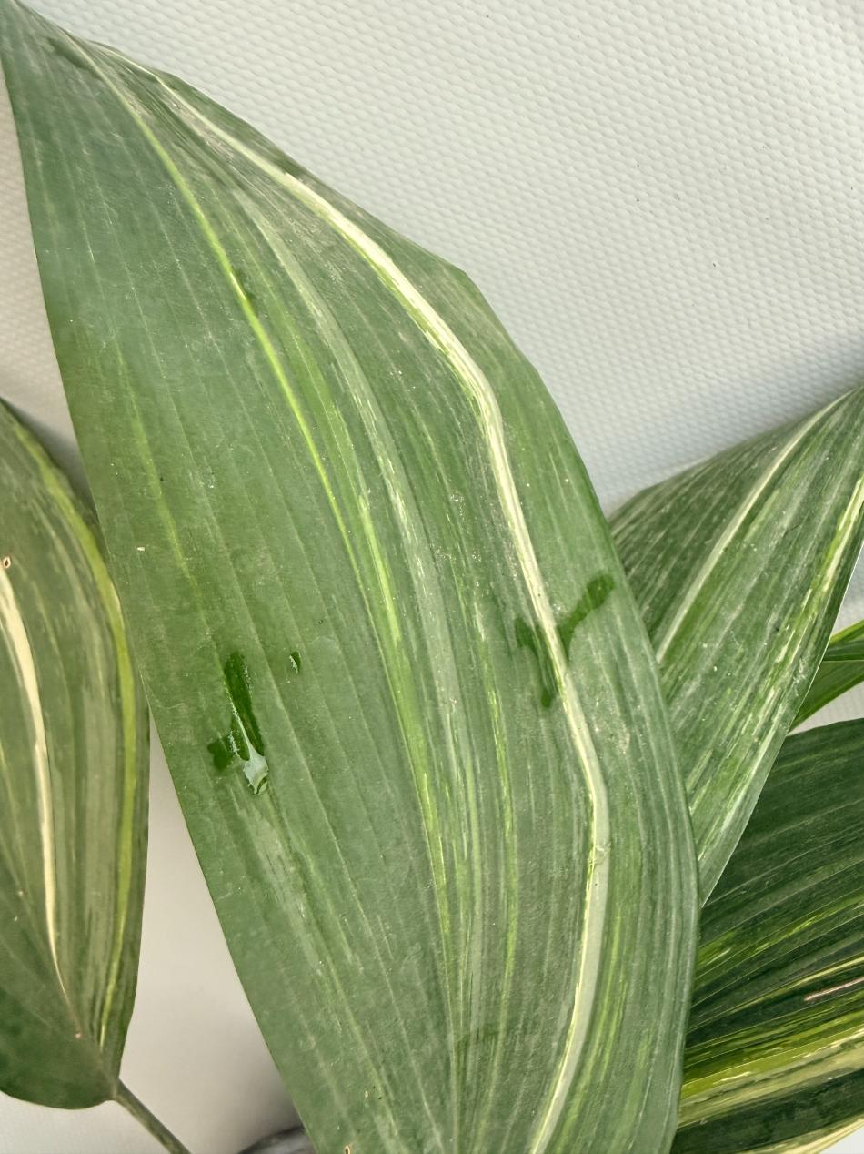 Aspidistra Elatior Variegata  foglia n 4