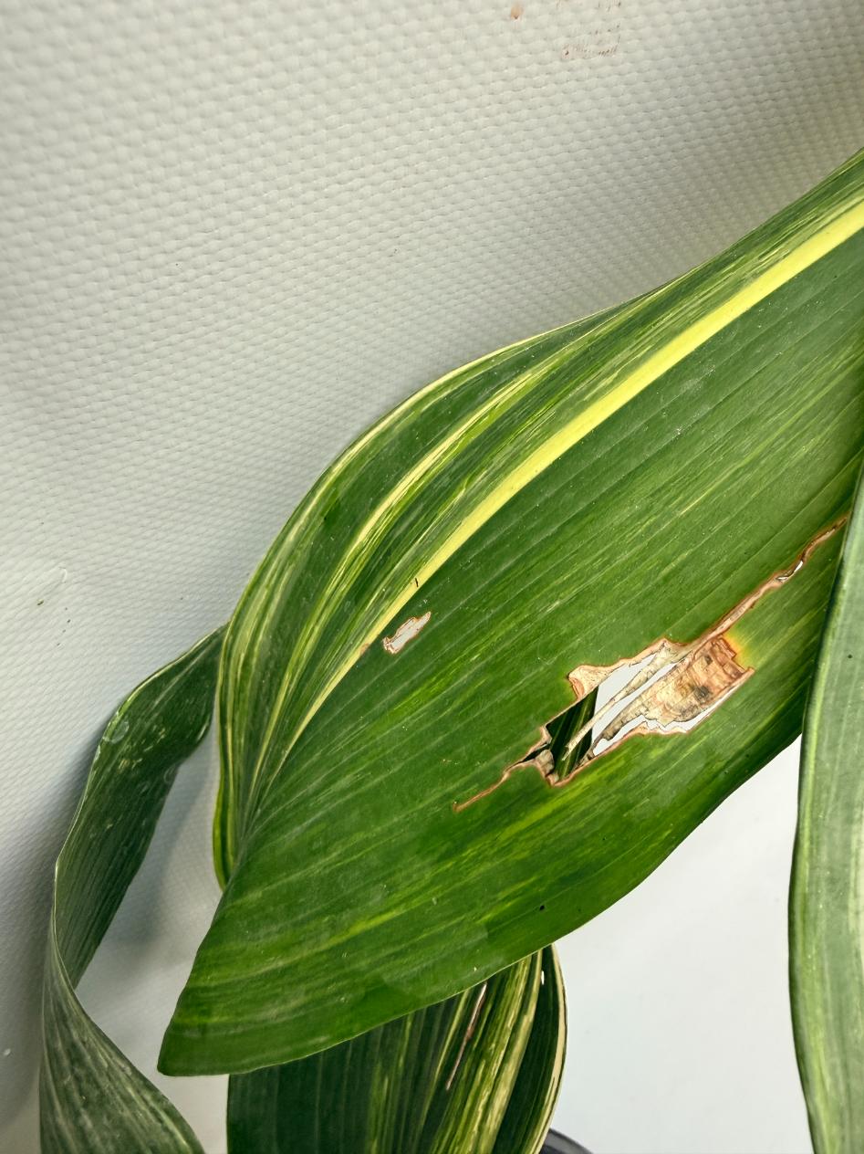 Aspidistra Elatior Variegata  foglia n 5