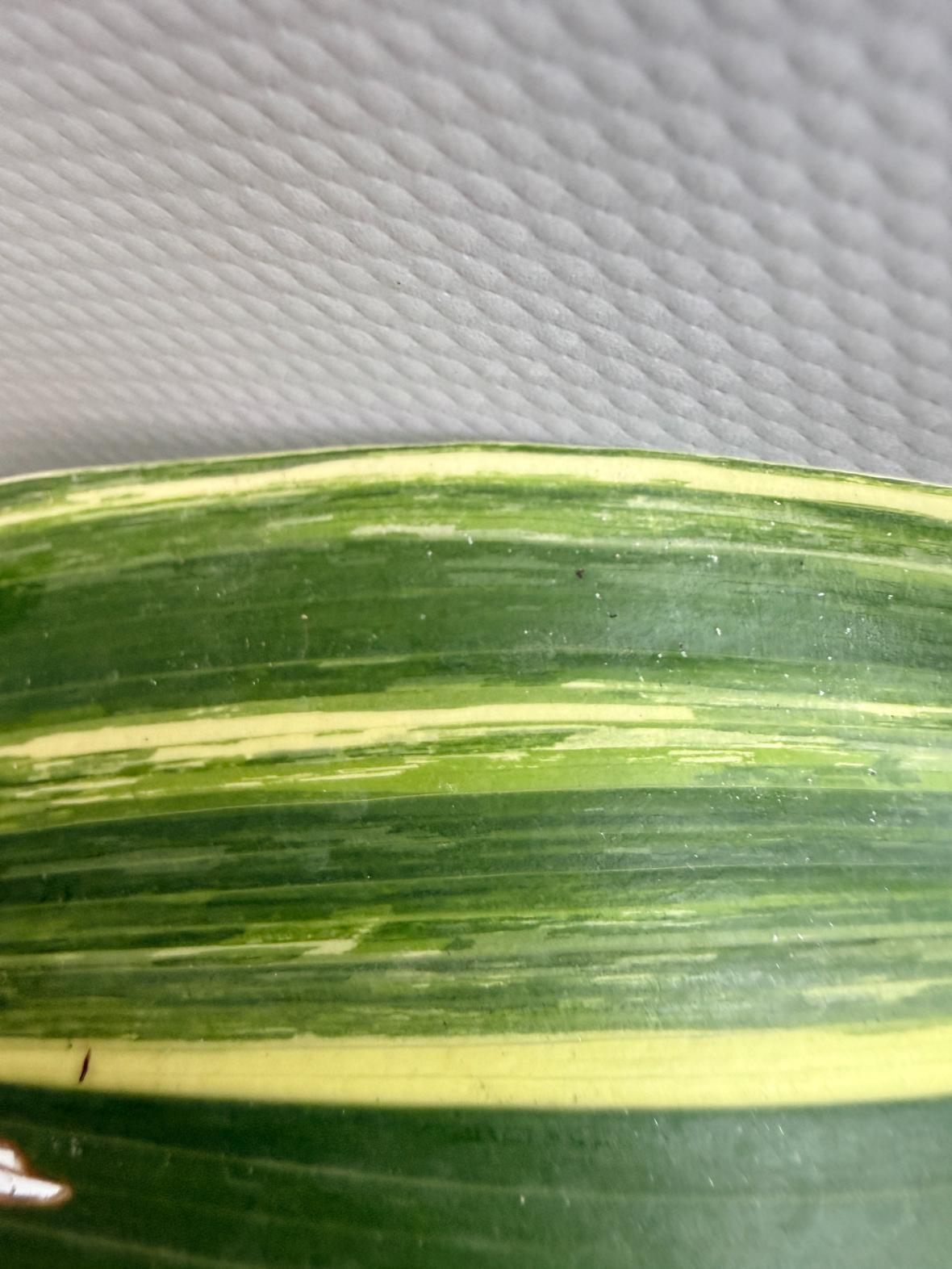 Aspidistra Elatior Variegata  foglia n 6