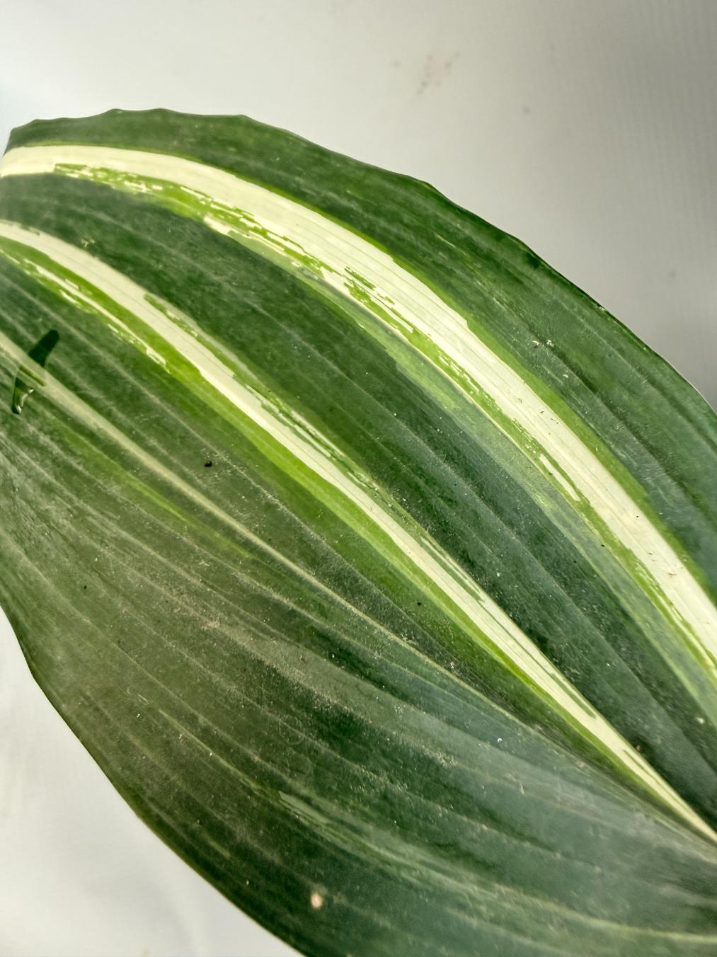 Aspidistra Elatior Variegata  foglia n 7