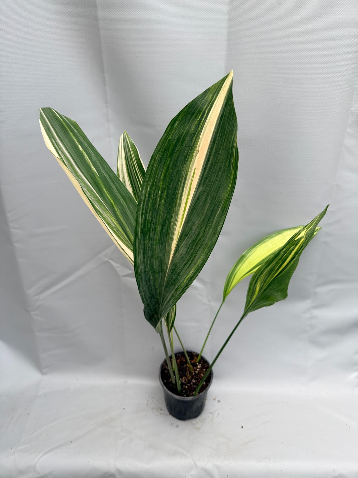 Aspidistra Elatior Variegata  intera