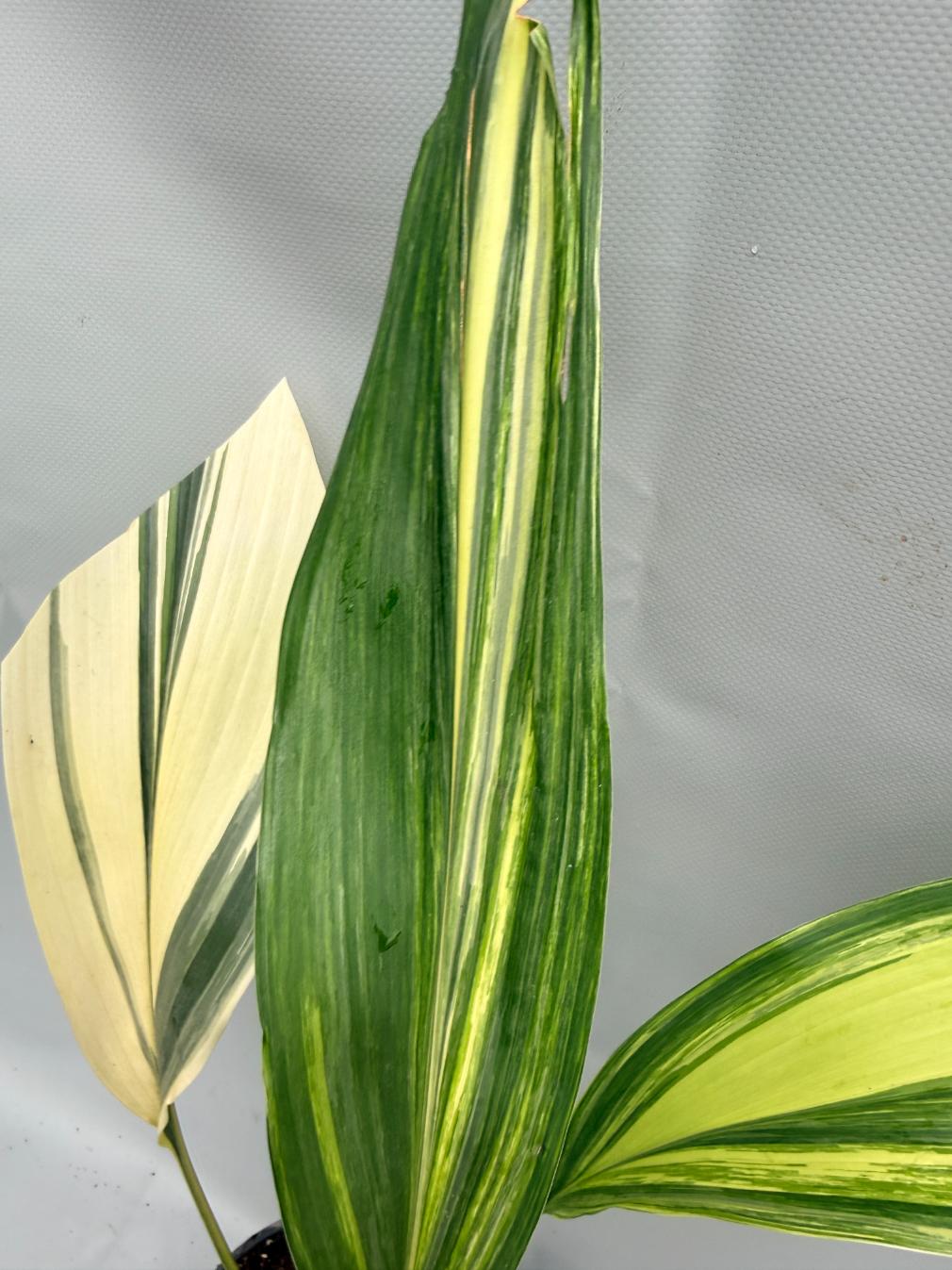 Aspidistra Elatior Variegata  foglia n 10