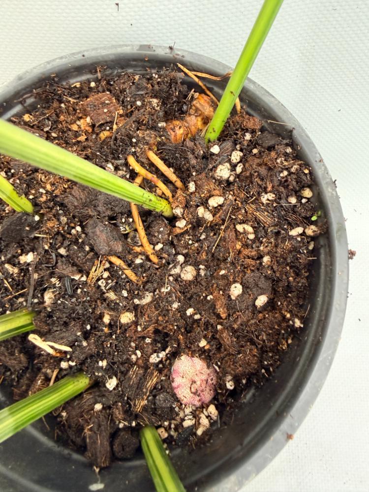 Aspidistra Elatior Variegata fiore