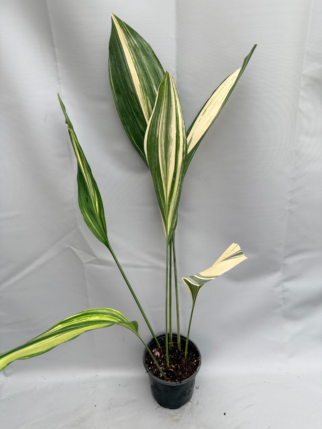 Aspidistra Elatior Variegata  pianta intera
