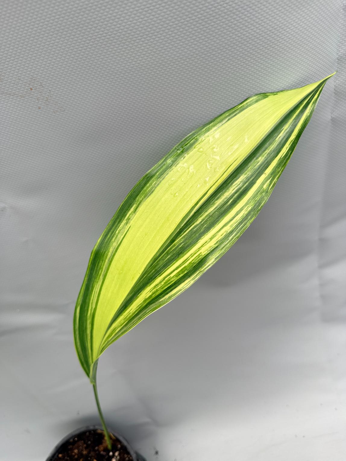 Aspidistra Elatior Variegata  foglia n 1