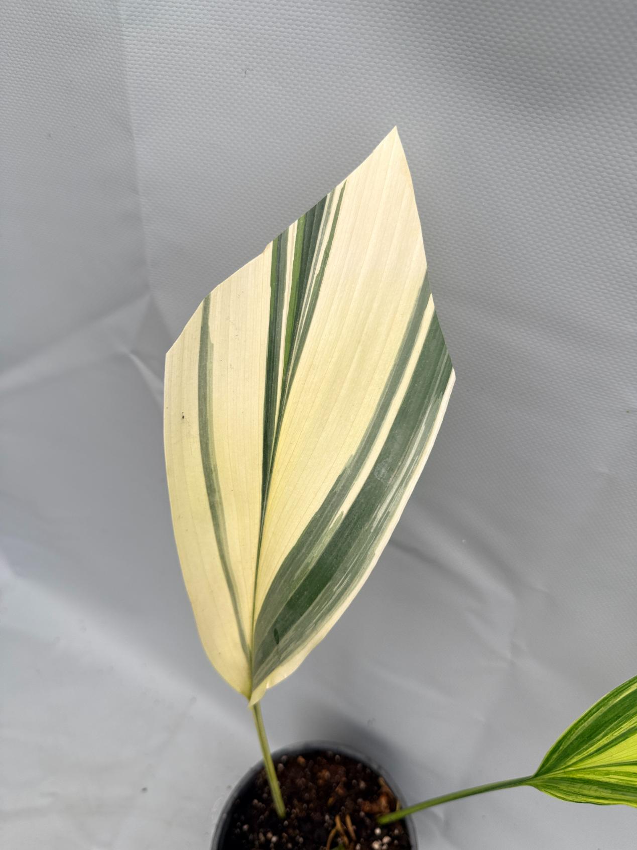Aspidistra Elatior Variegata  foglia n 6