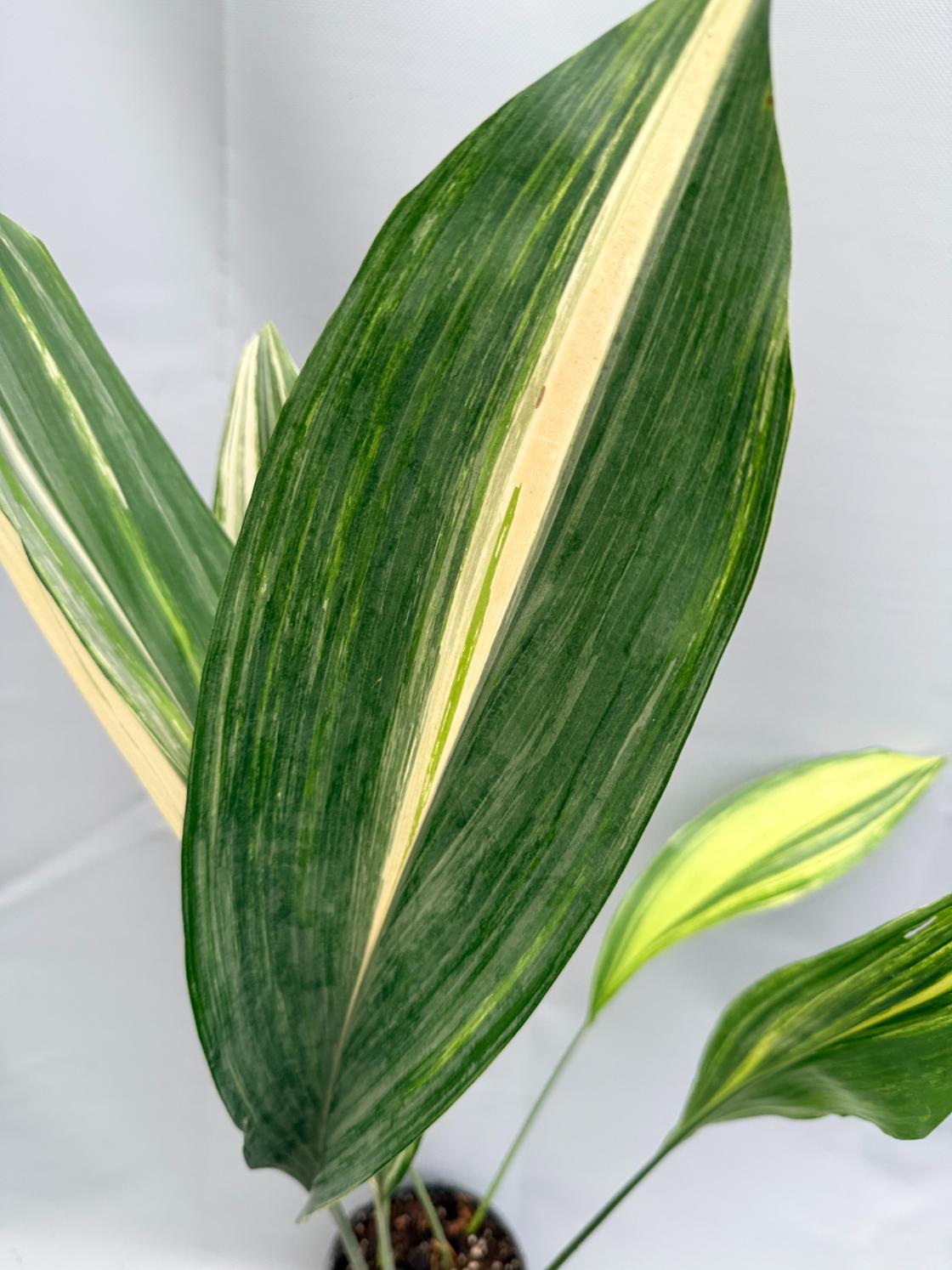 Aspidistra Elatior Variegata  foglia n 3
