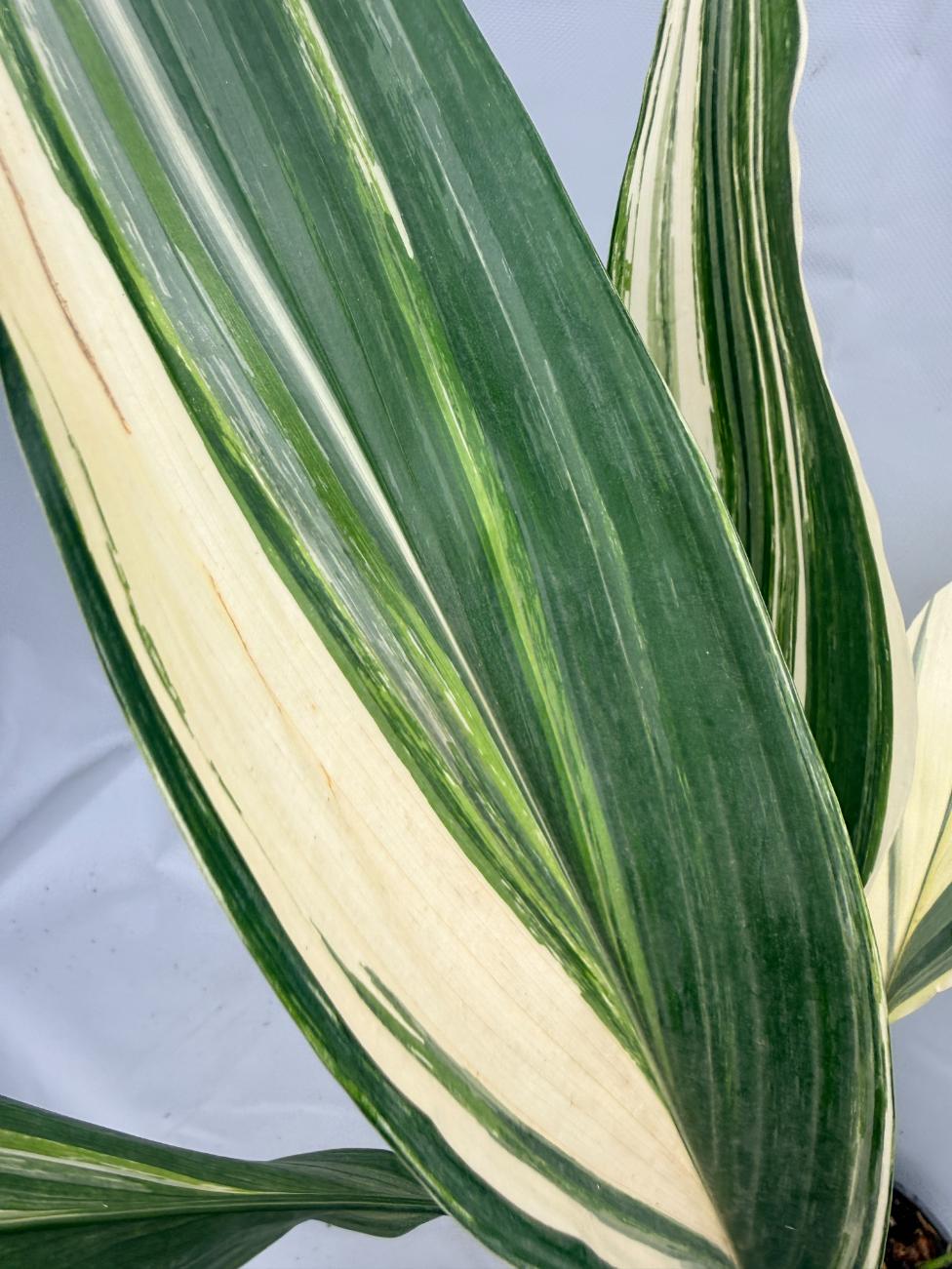 Aspidistra Elatior Variegata  foglia n 4