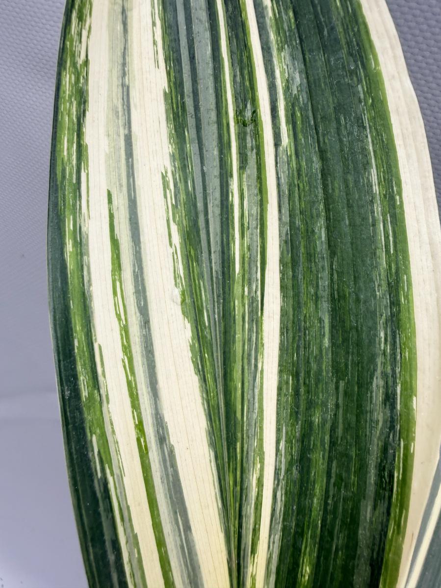 Aspidistra Elatior Variegata  foglia n 5