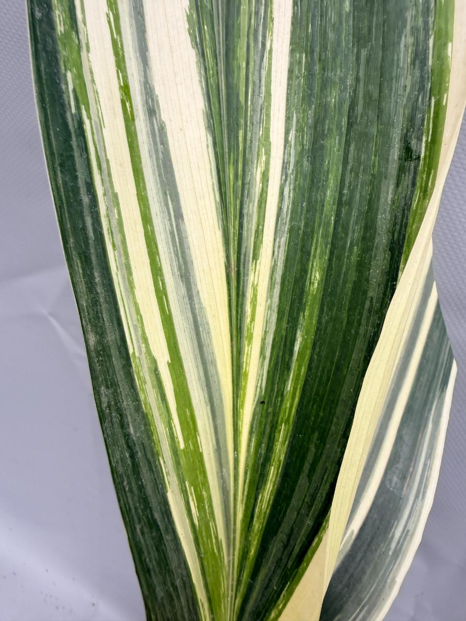 Aspidistra Elatior Variegata  foglia n 7