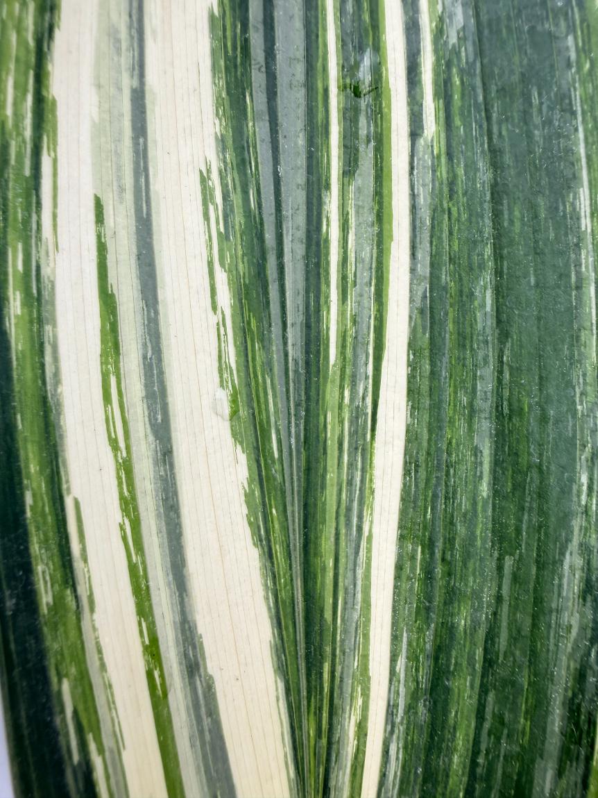Aspidistra Elatior Variegata  foglia n 8