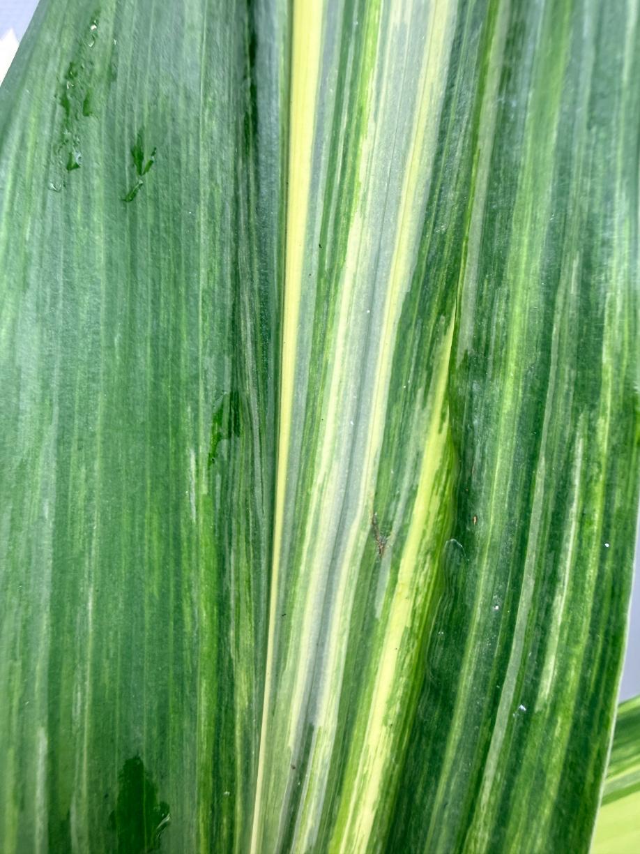 Aspidistra Elatior Variegata  foglia n 9
