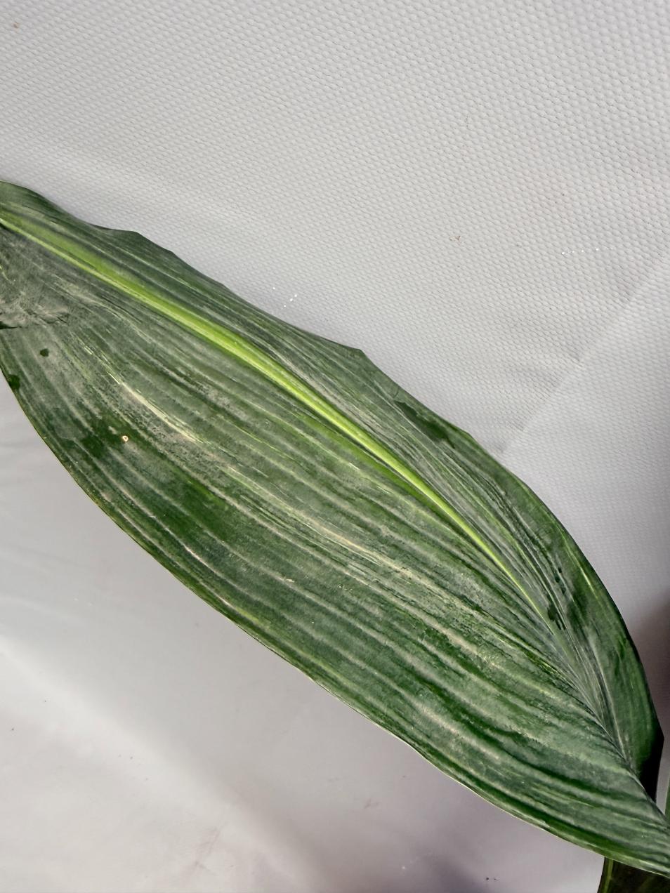Aspidistra Elatior Variegata  foglia n 8