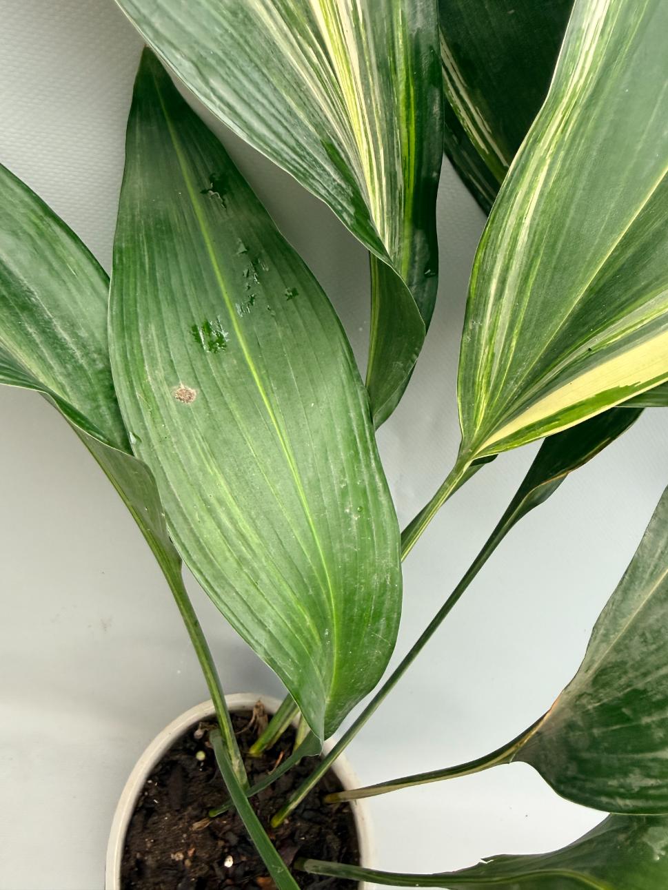 Aspidistra Elatior Variegata  foglia n 9
