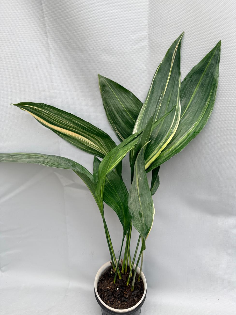 Aspidistra Elatior Variegata  pianta intera
