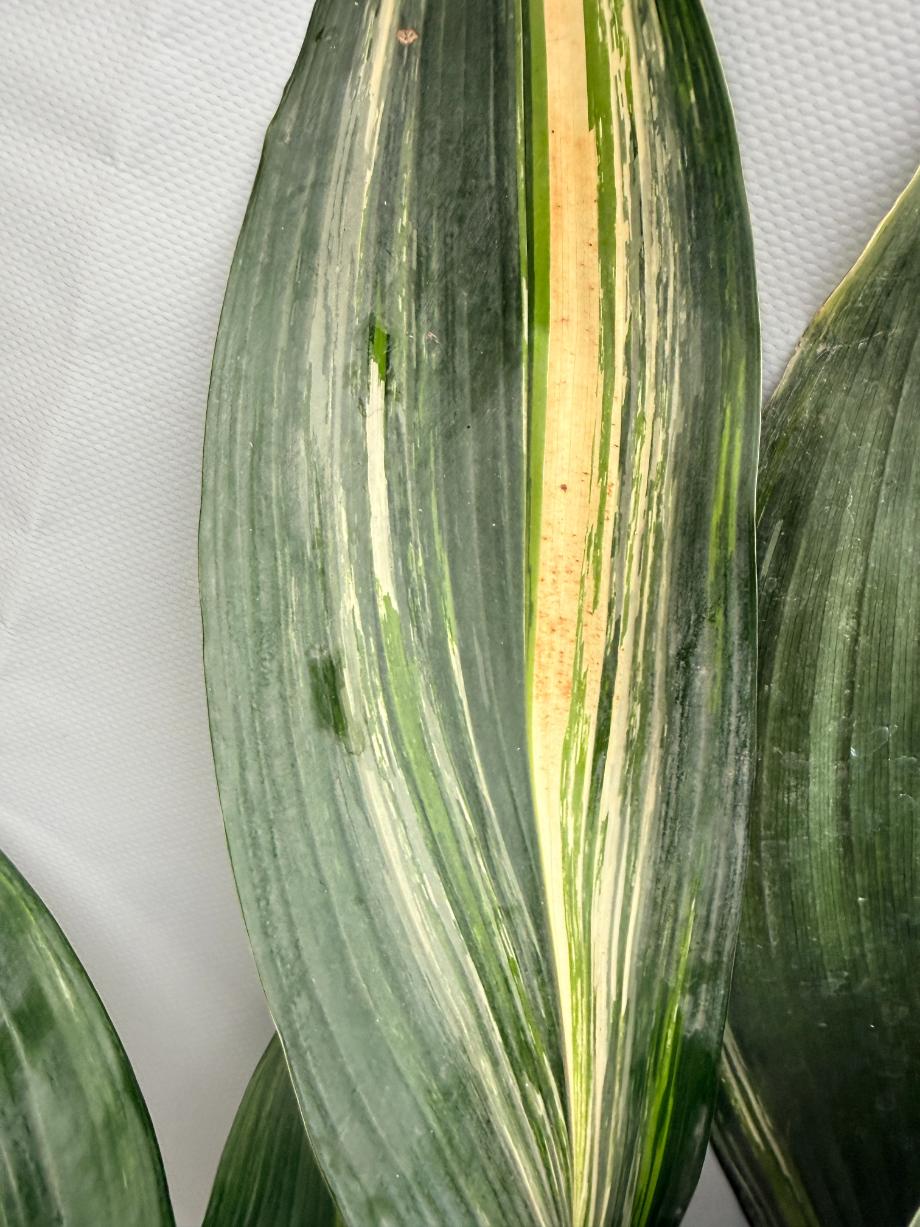 Aspidistra Elatior Variegata  foglia n 1