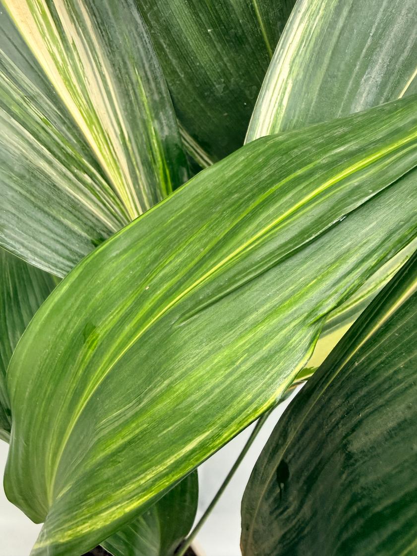 Aspidistra Elatior Variegata  foglia n 2