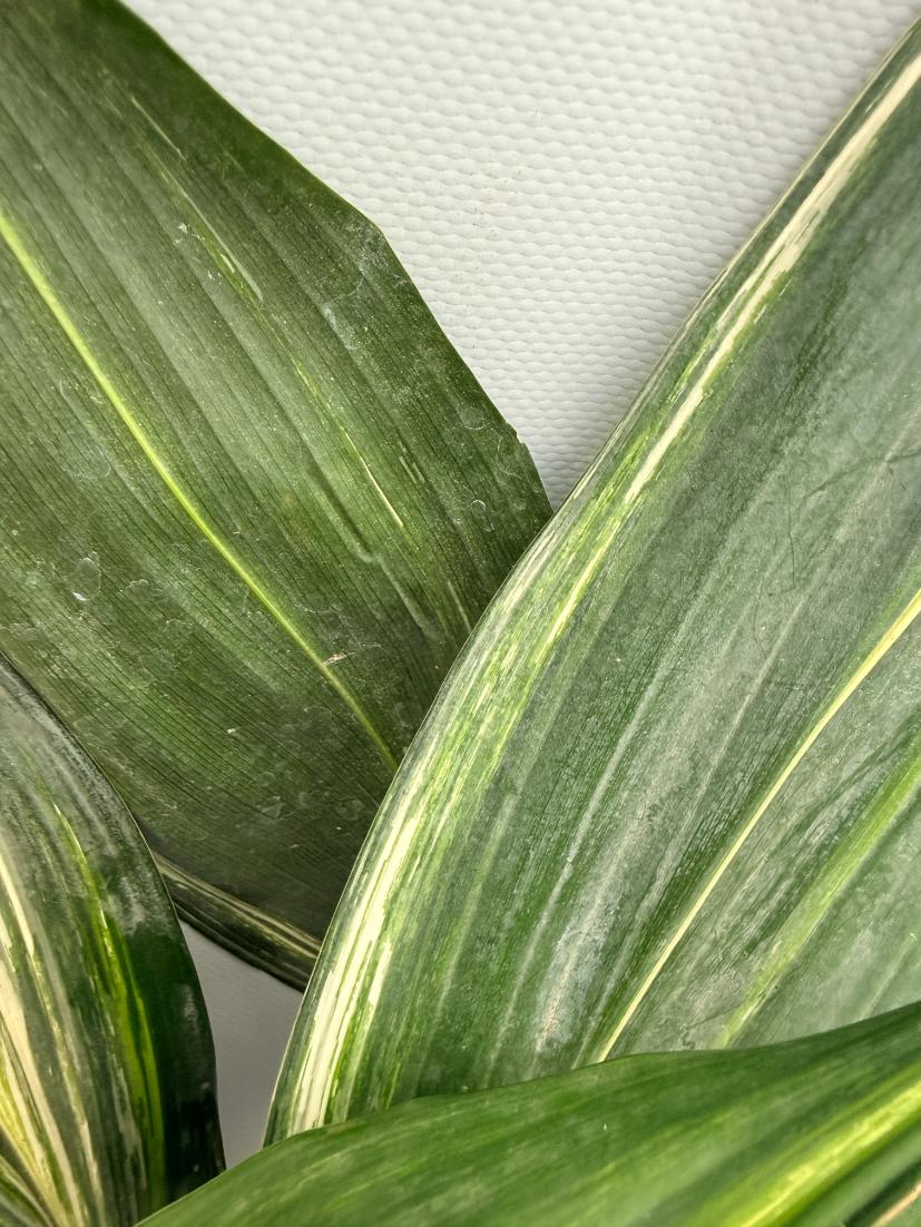 Aspidistra Elatior Variegata  foglia n 3
