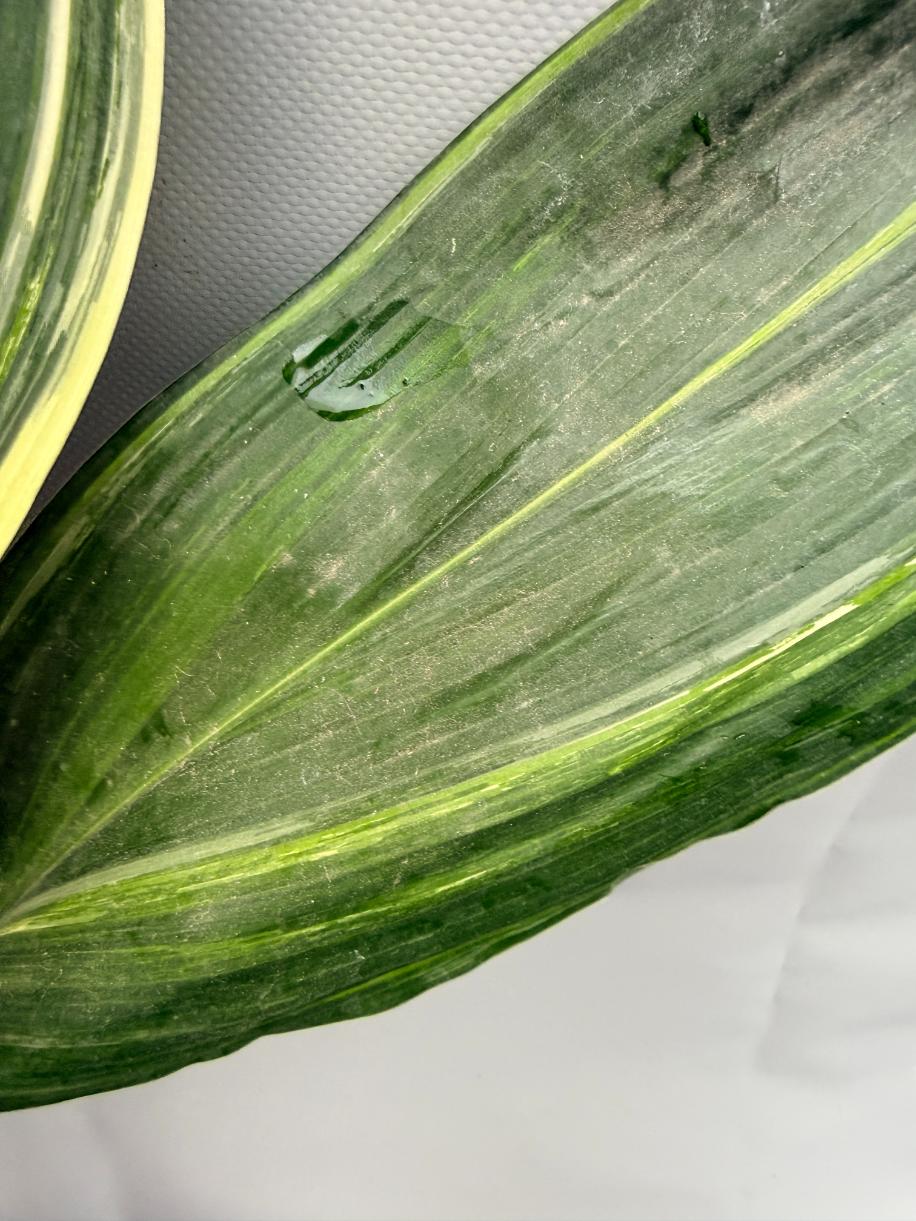 Aspidistra Elatior Variegata  foglia n 5