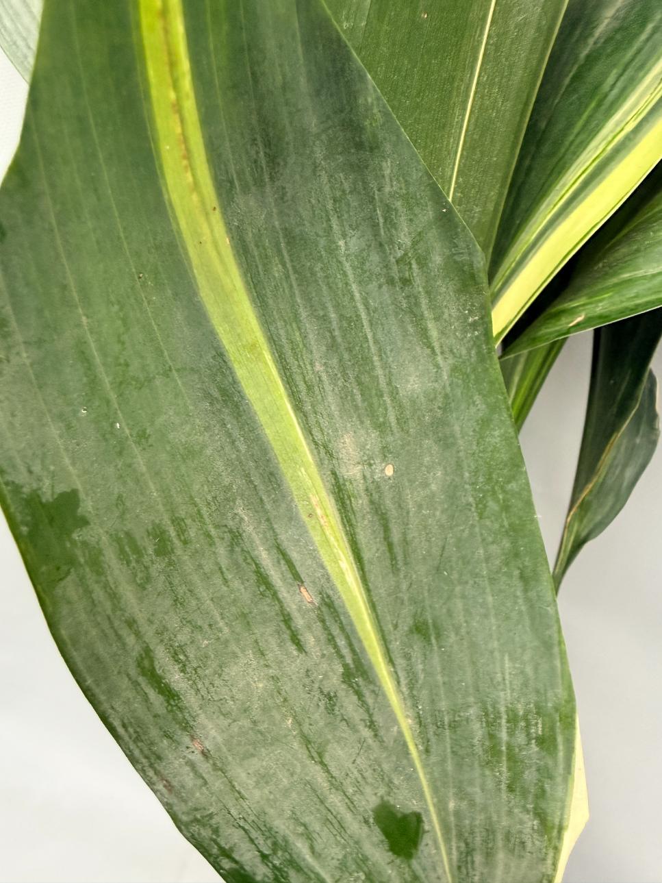 Aspidistra Elatior Variegata  foglia n 6