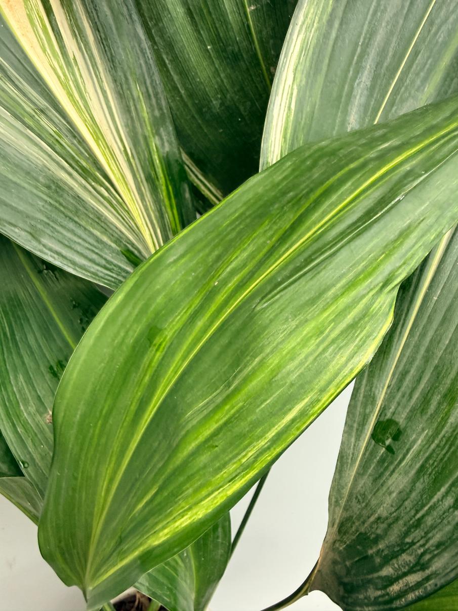 Aspidistra Elatior Variegata  foglia n 7