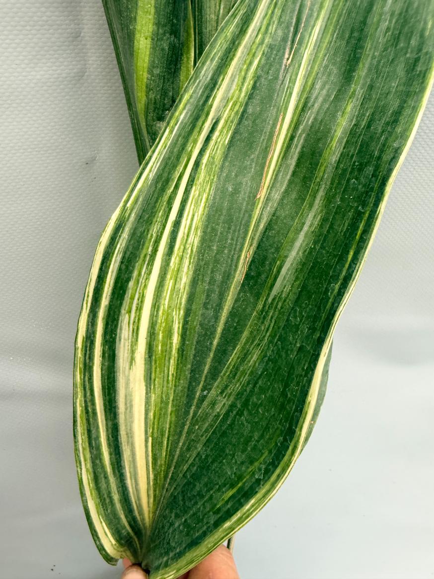 Aspidistra Elatior Variegata  foglia n 9