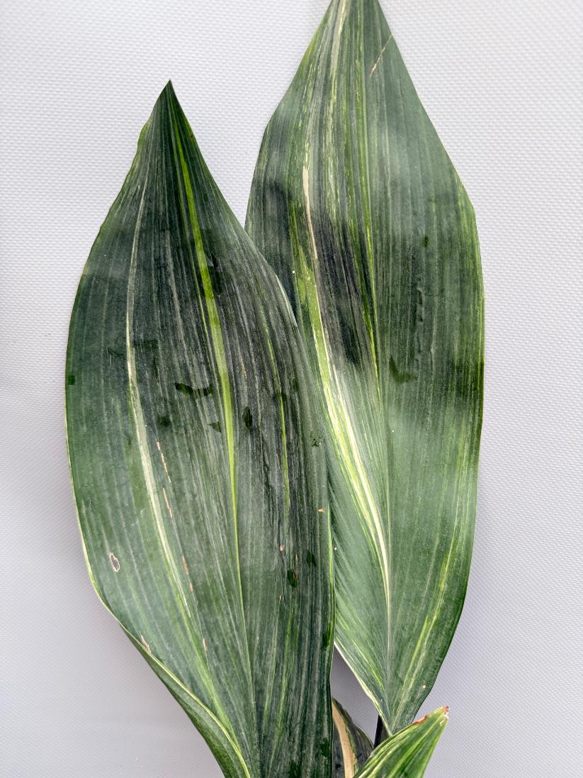 Aspidistra Elatior Variegata  foglia n 11