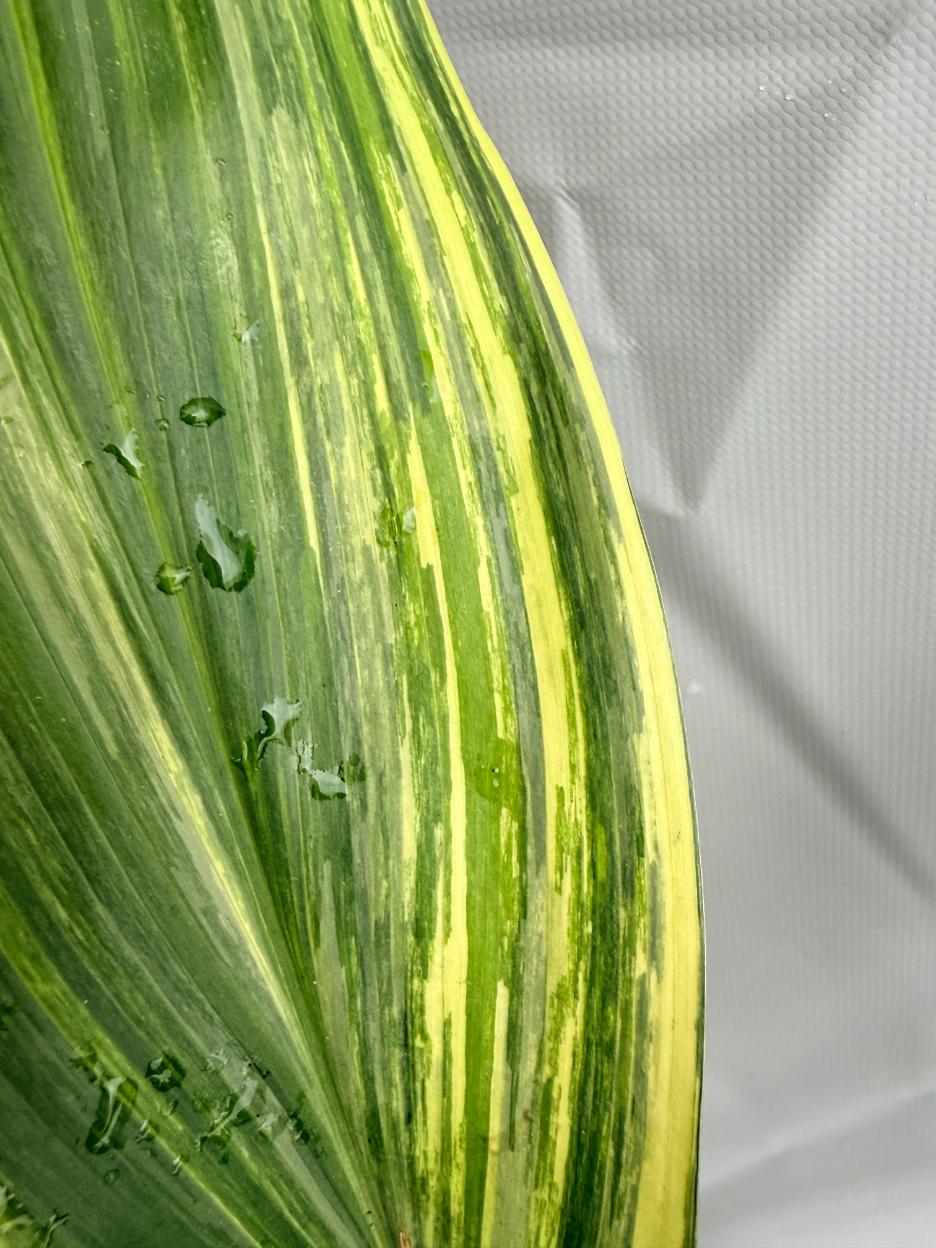 Aspidistra Elatior Variegata  foglia n 3