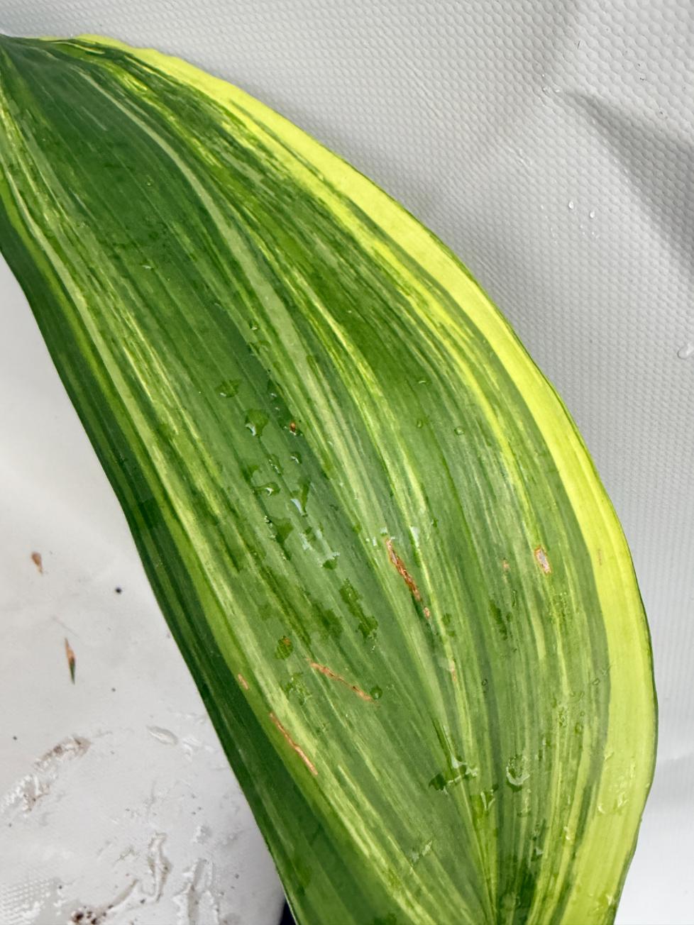 Aspidistra Elatior Variegata  foglia n 5