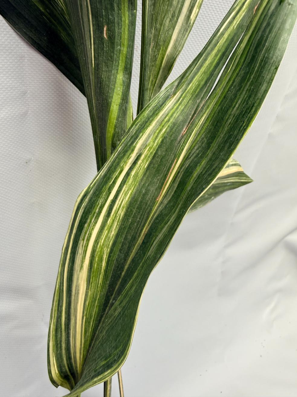 Aspidistra Elatior Variegata  foglia n 6