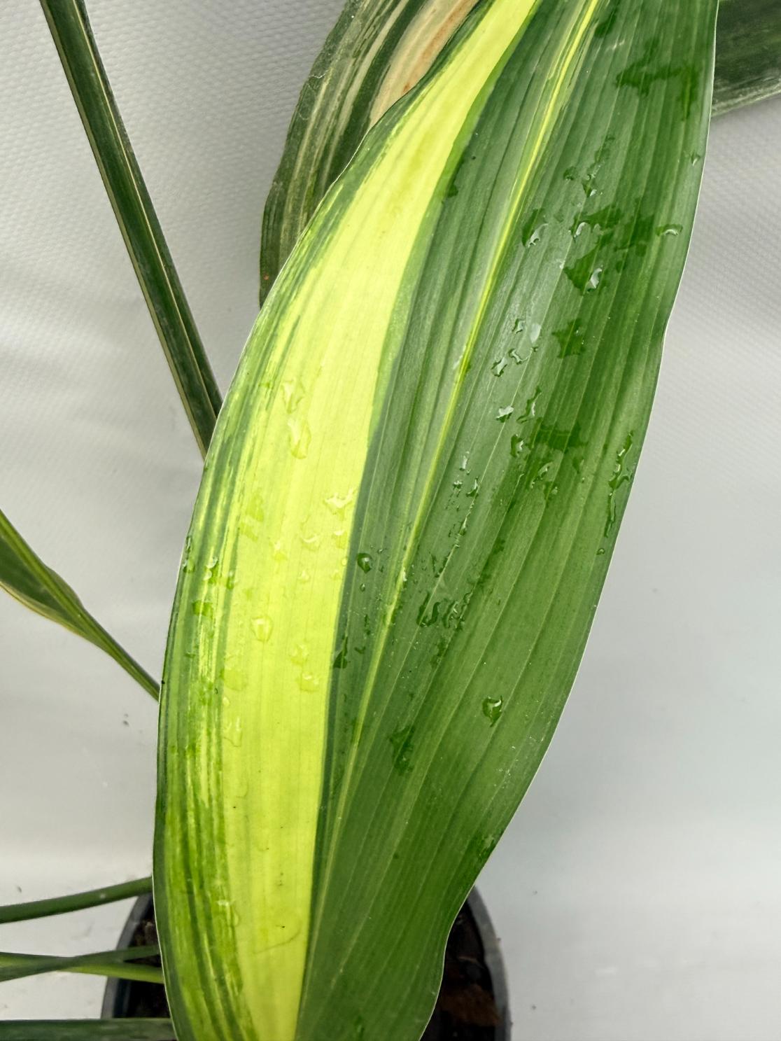 Aspidistra Elatior Variegata  foglia n 7