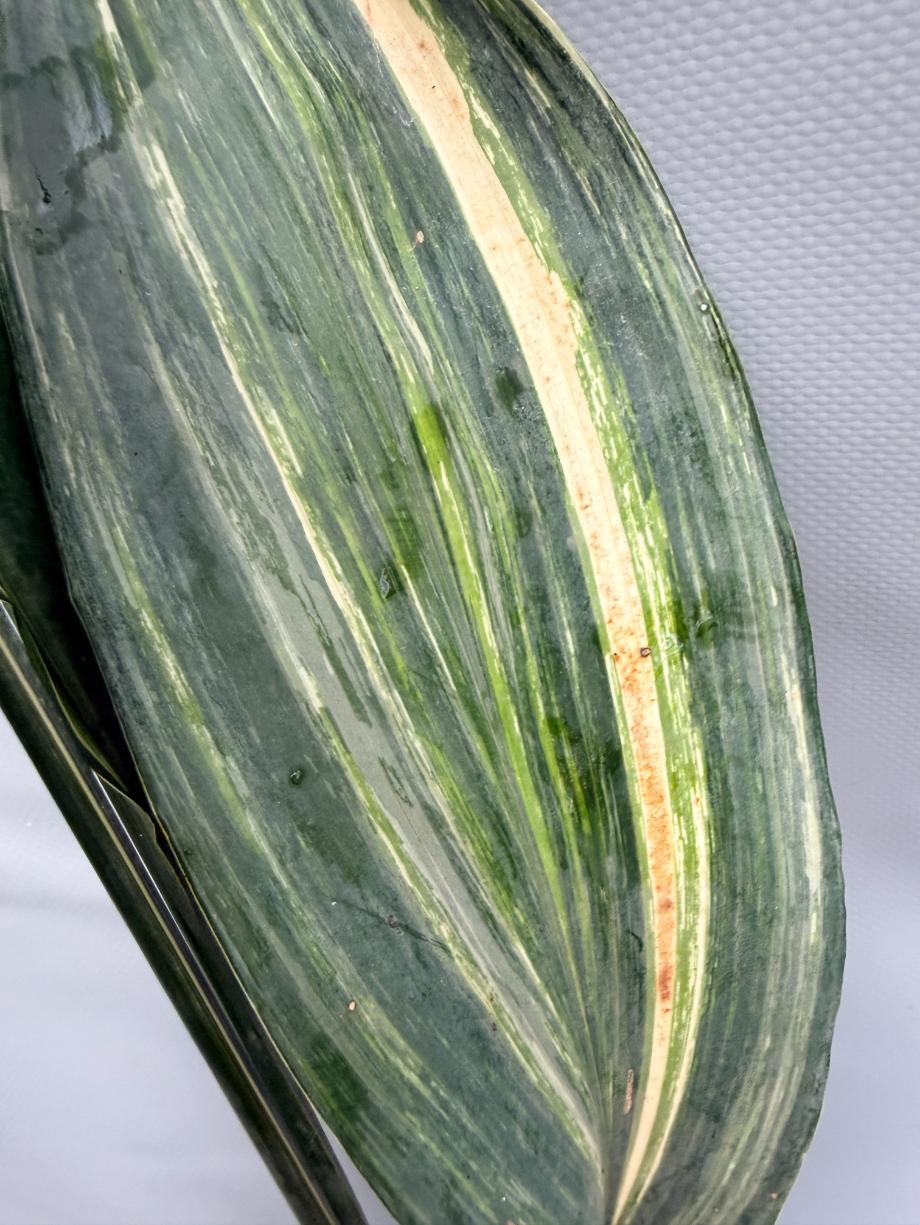Aspidistra Elatior Variegata  foglia n 8