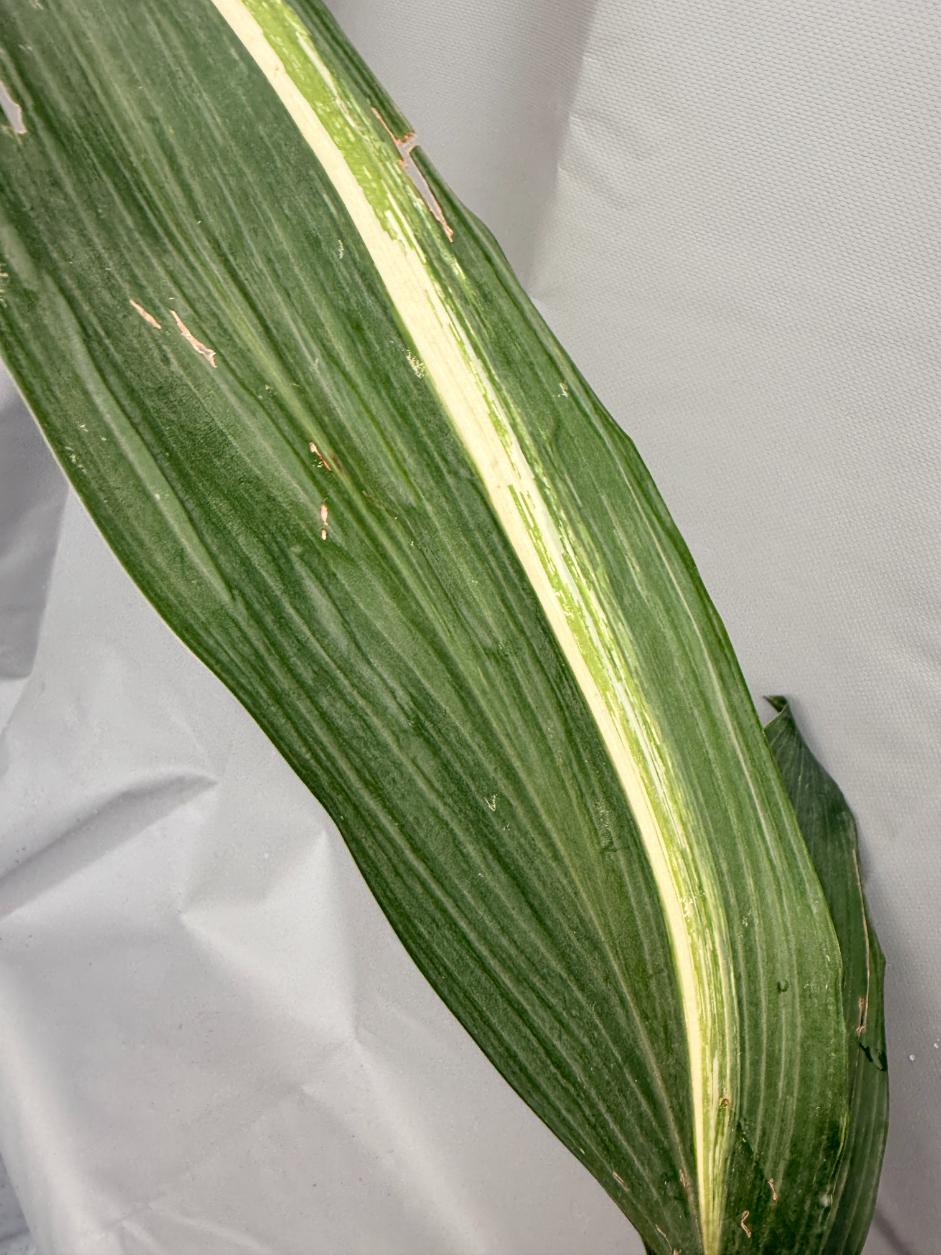 Aspidistra Elatior Variegata  foglia n 3