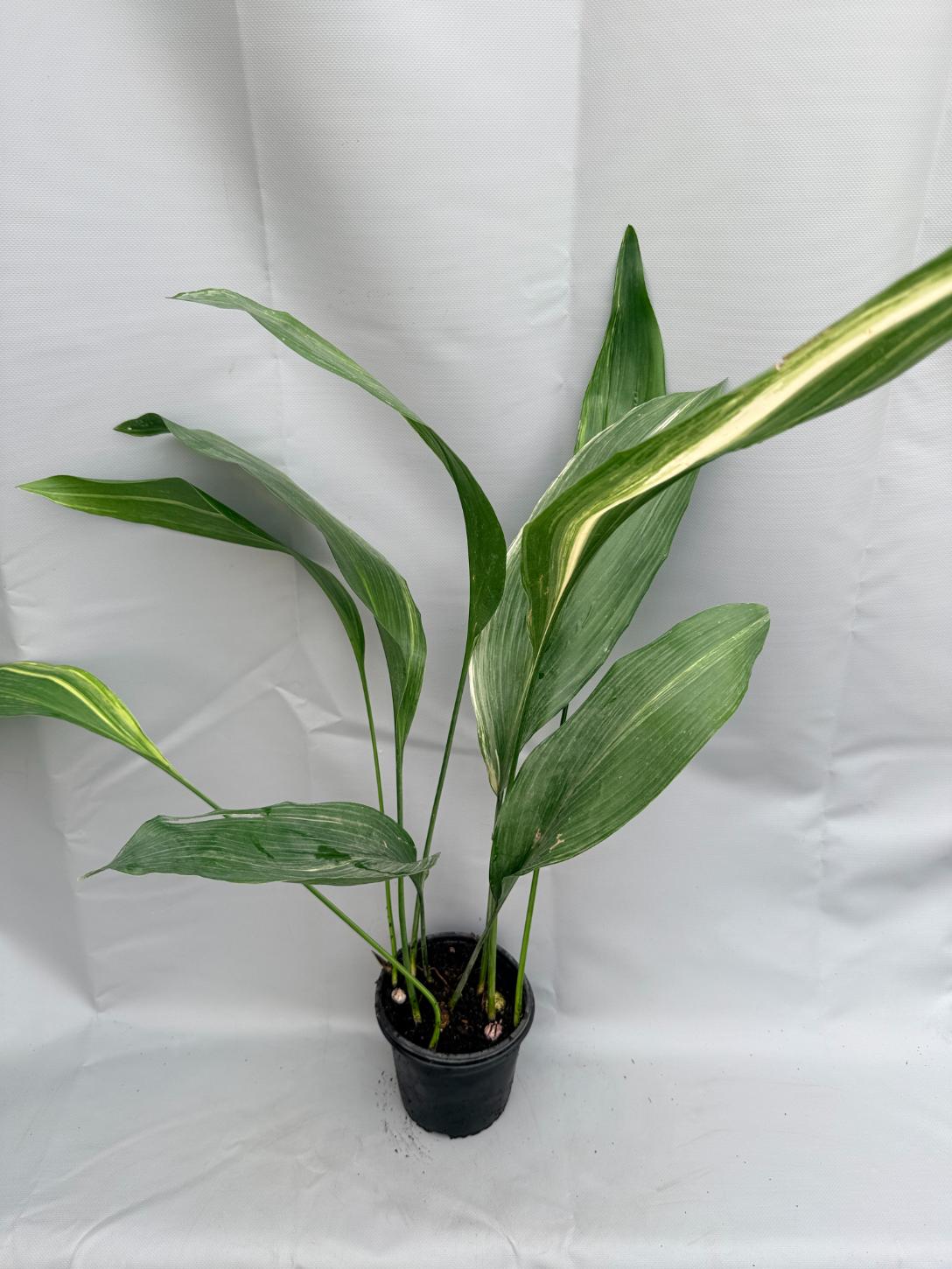 Aspidistra Elatior Variegata  foglia n 11