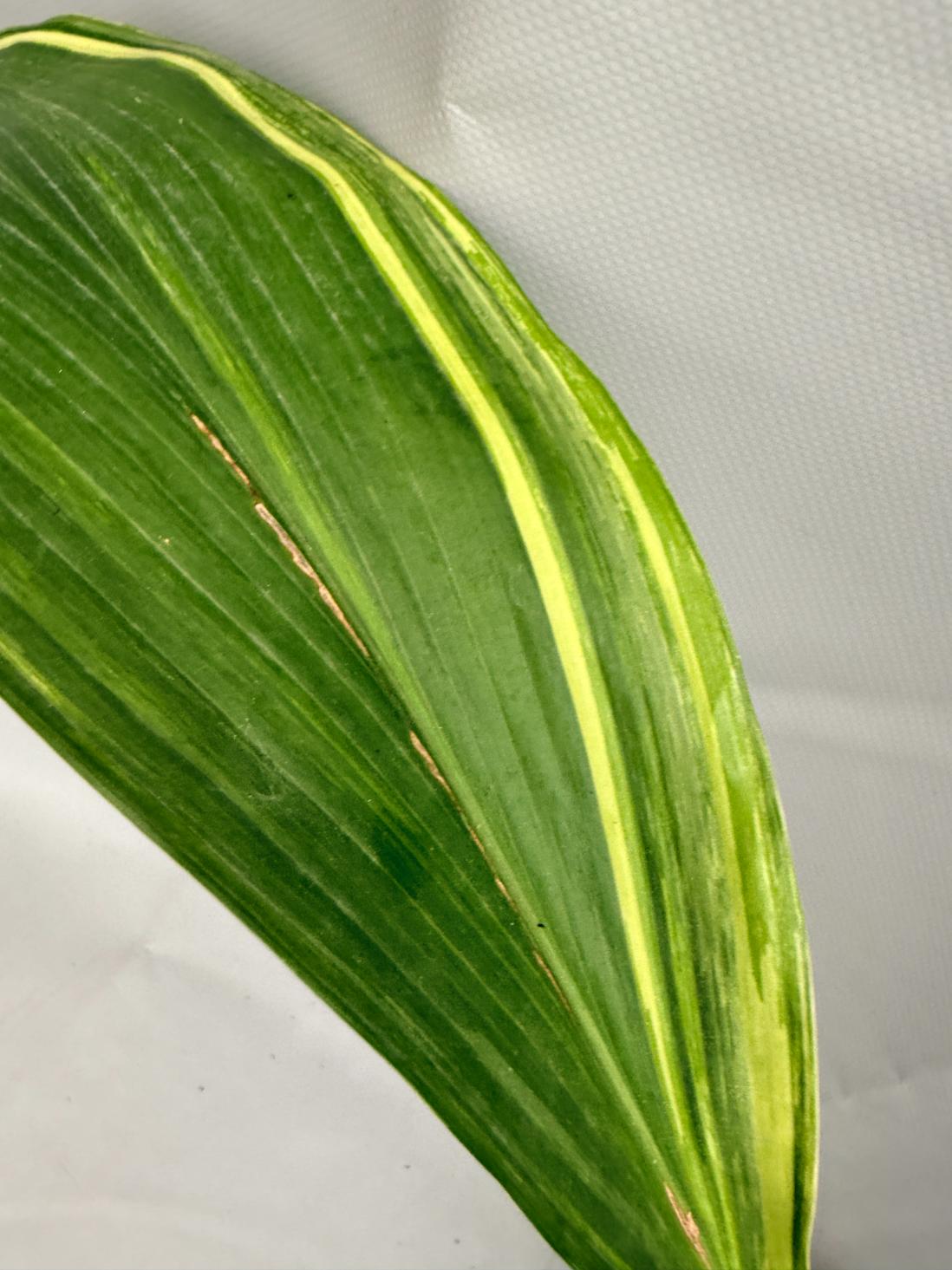 Aspidistra Elatior Variegata  foglia n 12