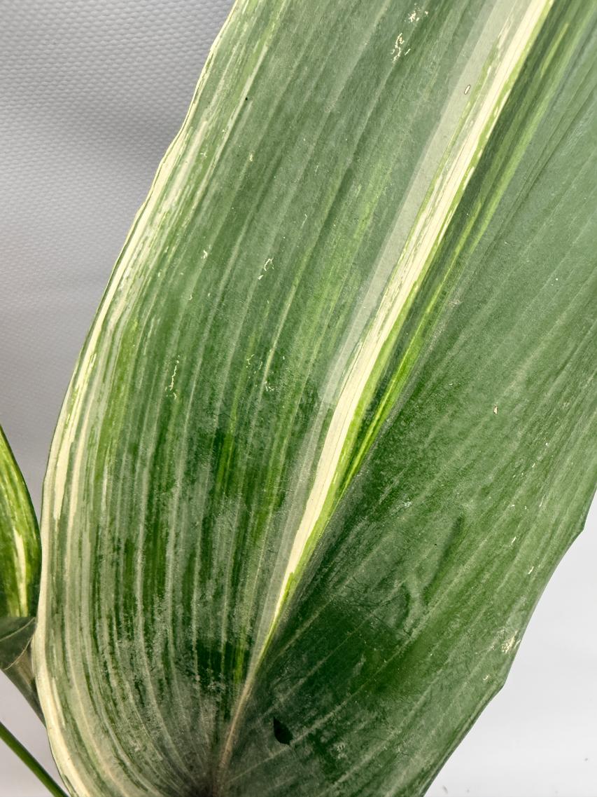 Aspidistra Elatior Variegata  foglia n 13