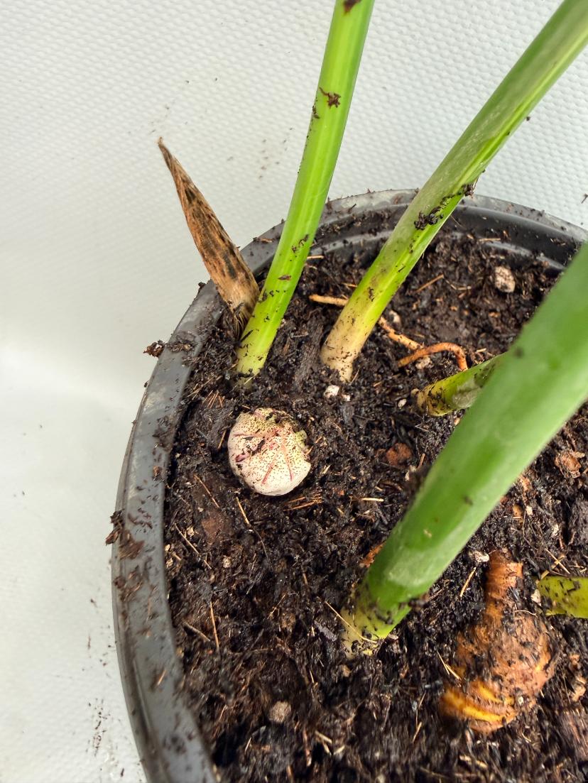 Aspidistra Elatior Variegata  foglia n 15