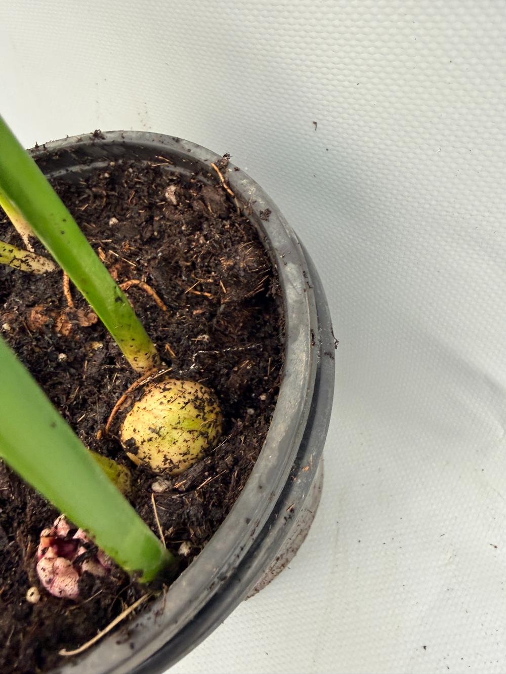 Aspidistra Elatior Variegata  foglia n 16