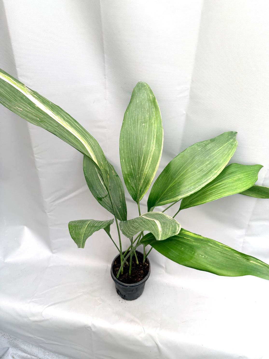 Aspidistra Elatior Variegata  intera
