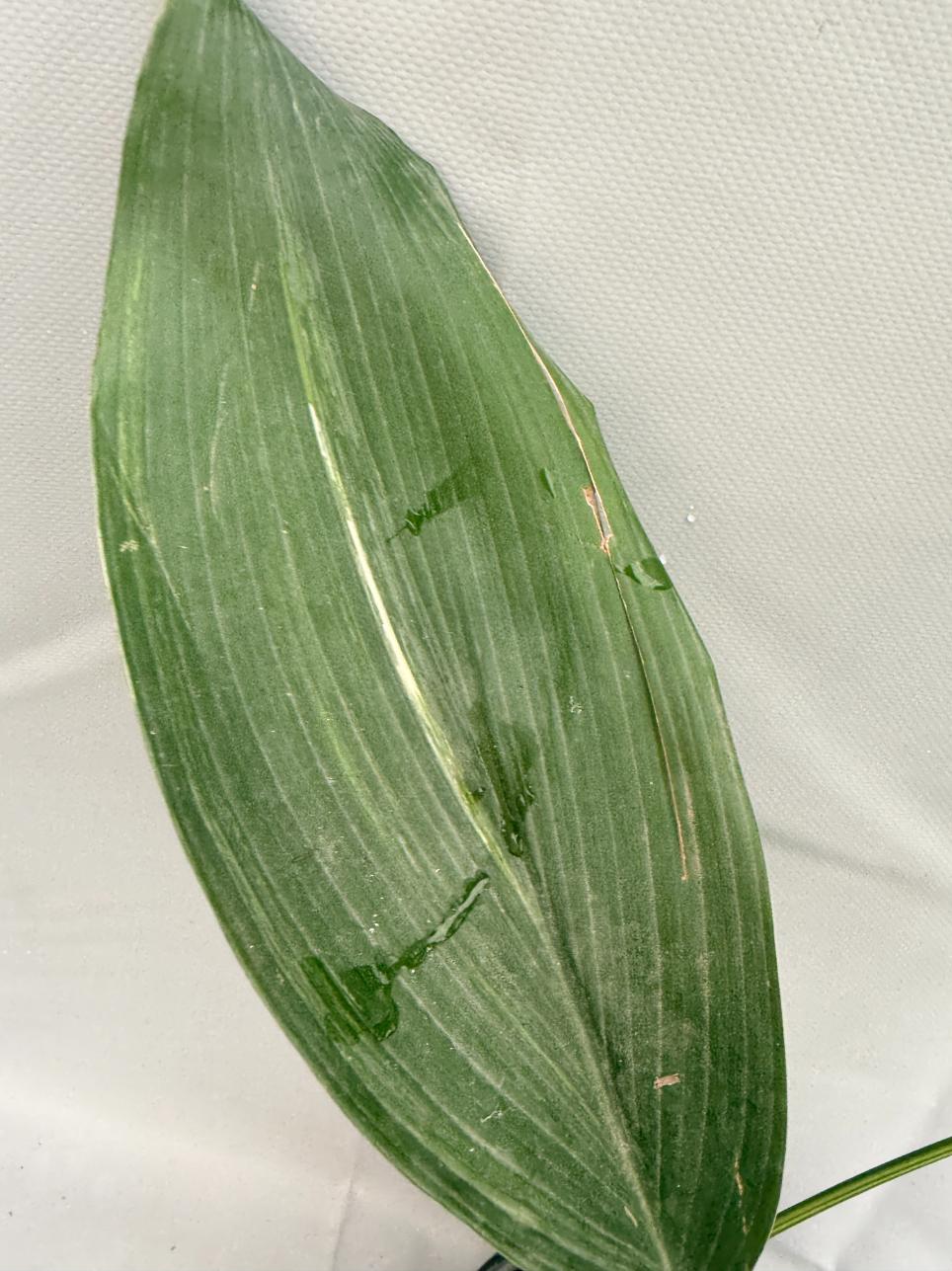 Aspidistra Elatior Variegata  foglia n 4