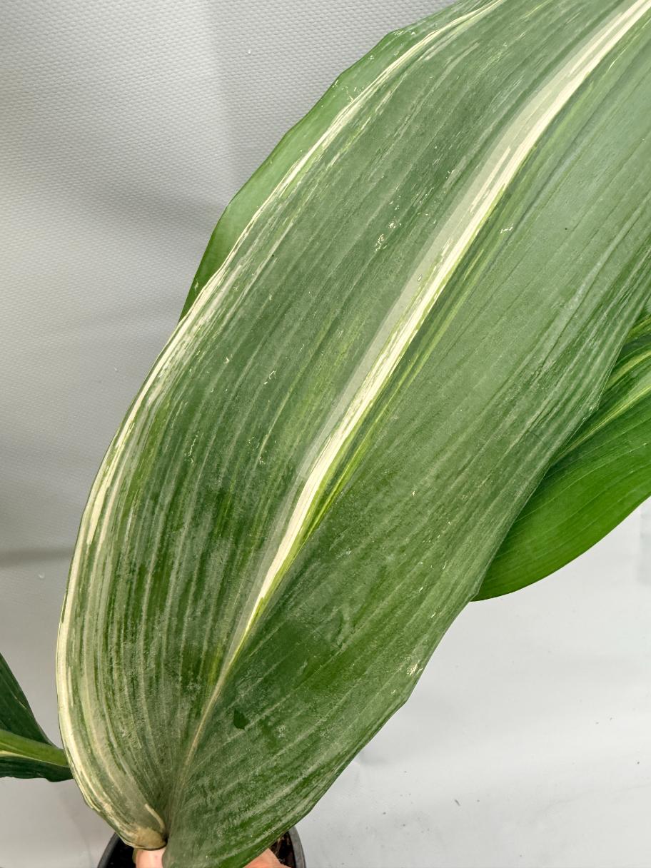 Aspidistra Elatior Variegata  foglia n 5