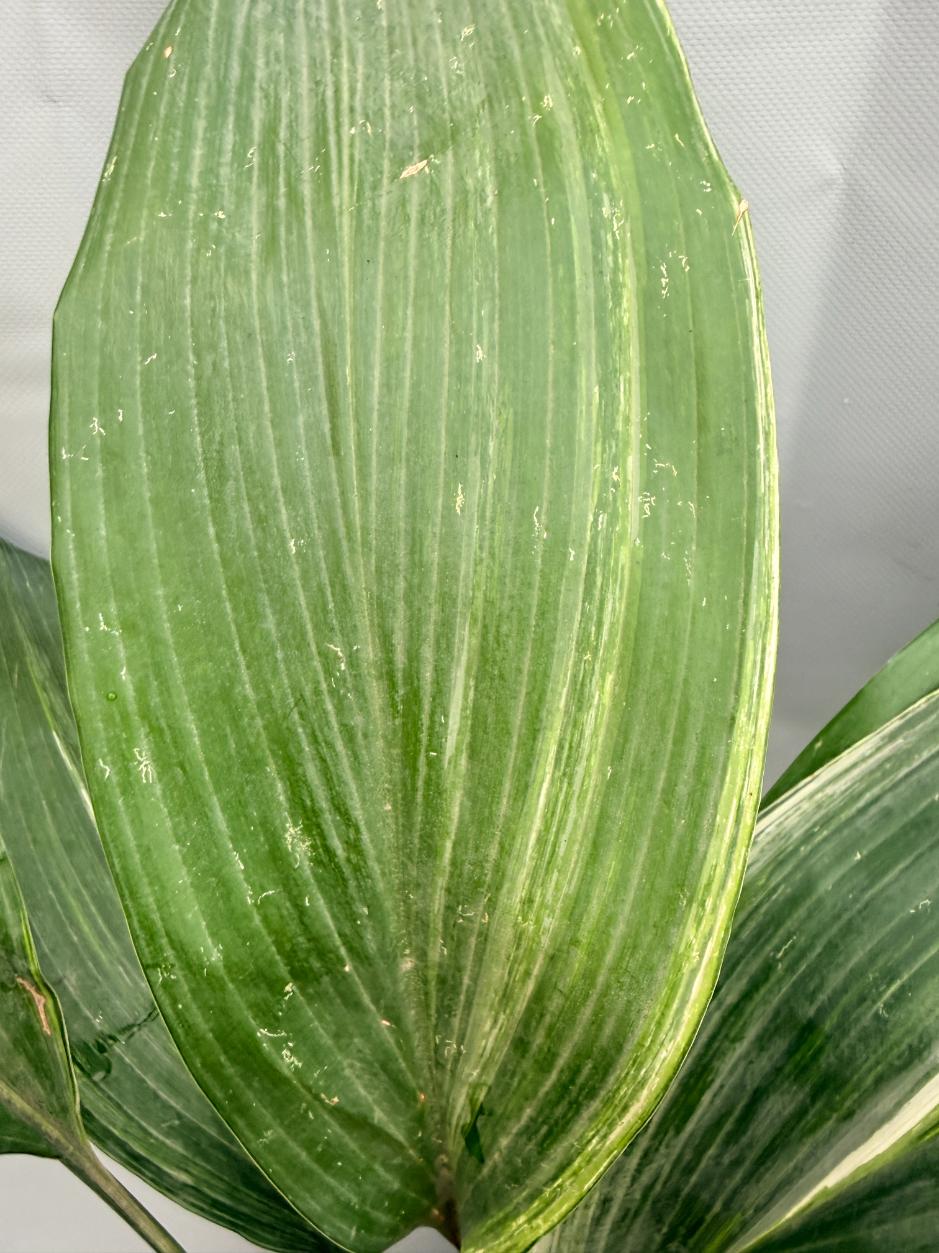 Aspidistra Elatior Variegata  foglia n 6
