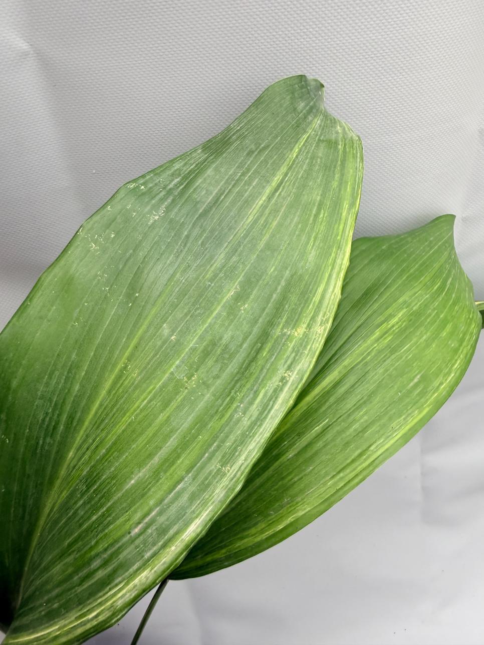 Aspidistra Elatior Variegata  foglia n 7