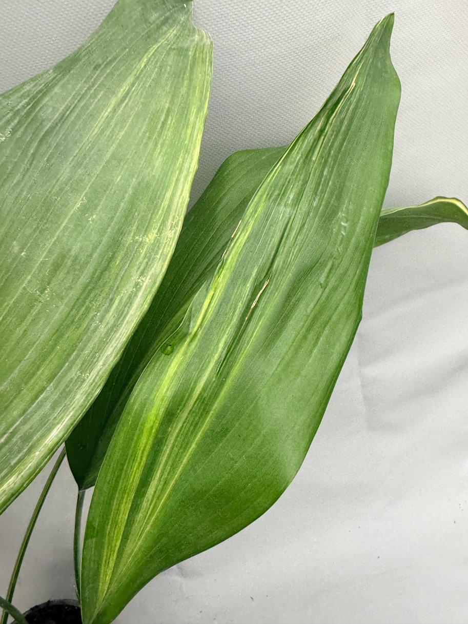 Aspidistra Elatior Variegata  foglia n 8