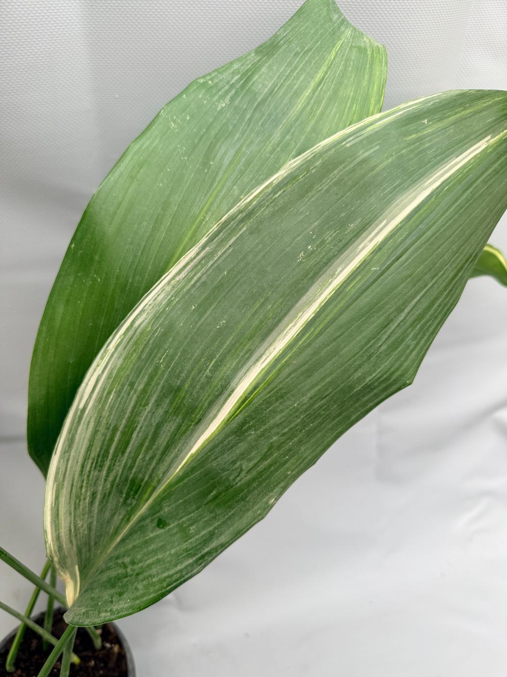 Aspidistra Elatior Variegata  foglia n 9