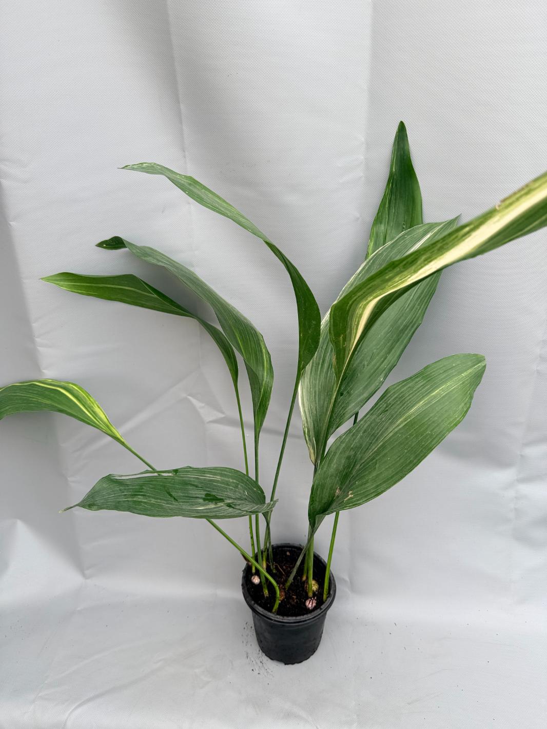 Aspidistra Elatior Variegata  foglia n 10