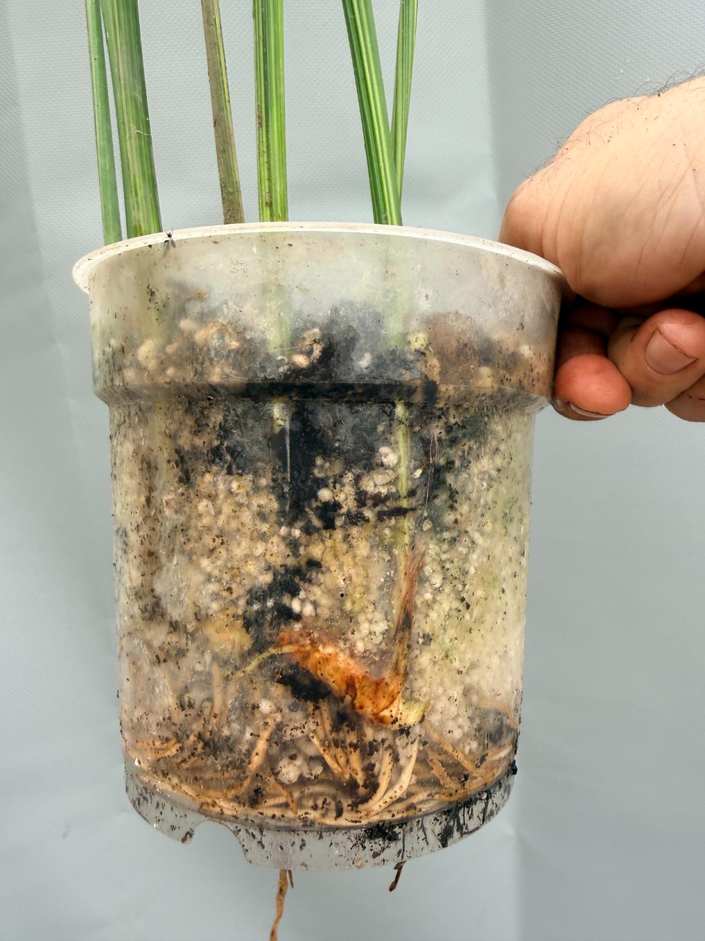 Aspidistra Elatior Variegata  fiore e radici